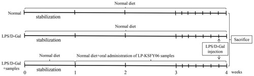 Figure 1 Experimental schedules of a D-Gal/LPS-induced hepatic injury in Kunming mice. Normal group: no additional treatment; Model group: intraperitoneal injection of D-Gal (250 mg/kg·bw)+ LPS (25 mg/kg·bw); Low-dose group: oral administration of LP-KSFY06 (109 CFU/kg·bw), intraperitoneal injection of D-Gal (250 mg/kg·bw) + LPS (25 mg/kg·bw); High-dose group: oral administration of LP-KSFY06 (1010 CFU/kg·bw), intraperitoneal injection of D-Gal (250 mg/kg·bw) + LPS (25 mg/kg·bw). Injection or oral administration: 0.1 mL/10 g·bw. Normal diet composition (mass/%): wheat flour (25%), oatmeal (25%), corn flour (25%), soybean flour (10%), fish meal (8%), hog bone powder (4%), yeast powder (2%) and refined salt (1%).