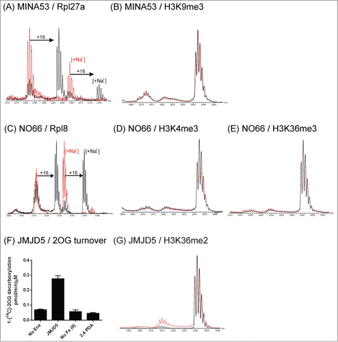 Figure 2. JmjC Oxygenases MINA53, NO66 and JMJD5 do not catalyze demethylation of histone peptides. In addition to putative demethylation activities, MINA53 and NO66 have been characterized as hydroxylases acting on ribosomal proteins Rpl27a and Rpl8 respectively. Hydroxylation activities were observed for MINA53 and NO66, acting on Rpl27a and Rpl8 peptide fragments respectively (A and C); no demethylation was observed with methylated histone peptides (B, D and E). Prime-substrate uncoupled turnover of 2OG by JMJD5 (residues 1–416) was observed in a [14C]-labeled 2OG assay, which was dependent on the presence of iron(II) and inhibited by the broad-spectrum 2OG oxygenase inhibitor 2,4-pyridinedicarboxylic acid (2,4 PDA) (F). However, demethylation of an H3K36me2 histone peptide was not observed (G). Control reactions without added protein are in red.