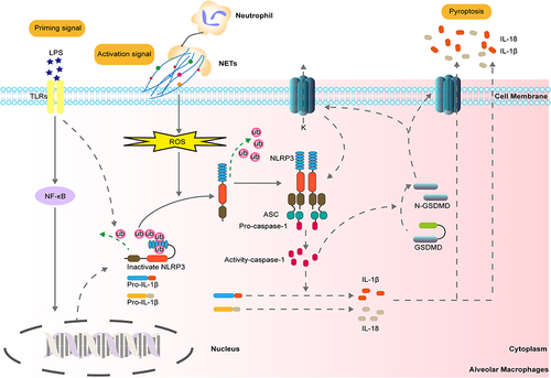 Figure 7 Schematic diagram of the signaling pathway in which NLRP3 inflammasome activation and AM pyroptosis regulated by NETs. Activating the NLRP3 inflammasome in macrophages requires dual-signal stimulation. In addition to upregulating NLRP3 and IL-1β at the transcriptional level, LPS can also cause partial ubiquitin chain shedding from the NLRP3 protein. Meanwhile, activated neutrophils release NETs as the second signal of alveolar macrophage activation, which stimulates ROS production in macrophages, causing the conformational change of NLRP3 protein and the removal of polyubiquitin chains, thereby leading to NLRP3 inflammation assembly, caspase-1 activation, AM pyroptosis and a large number of inflammatory factors release.
