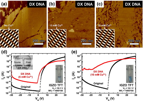 Figure 6. DNA oxidation and transfer curves of flexible IGZO TFT for the different DNA concentrations [Citation35].