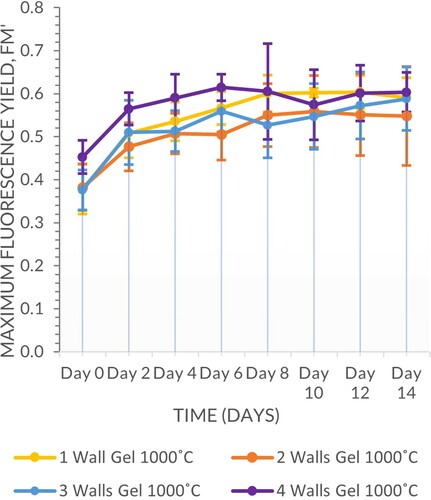 Figure 9. Fluorescence yield (n = 3, mean ± 0.060 StDev) of algae grown over 14 days while immobilized within kappa carrageenan on multiwalled vessels fired at 1000°C compared with the single walled vessels.