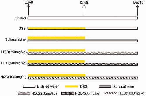 Figure 1. Treatment of HQD on colitis mice induced by DSS. The mice in the control group had free access to sterile water, while those in the other groups drank 3% DSS freely for 5 days and then drank sterile water. Meanwhile, the mice in the control and model groups were administered sterile water, while the other four groups were given the drugs. The drugs were administered for 10 days, and the experiment was carried out on day 11.