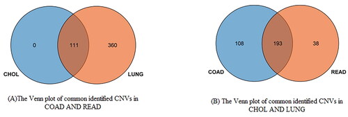 Figure 4. The Venn plot of common CNVs in two clusters after cluster analysis: (A) the Venn plot of commonly identified CNVs in COAD and READ; (B) the Venn plot of commonly identified CNVs in CHOL and LUNG.