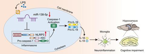 Figure 9 Schematic diagram description of the mechanism underlying miR-138-5p/NLRP3/caspase-1 axis in LPS-induced hippocampal neuroinflammation and cognitive impairment. LPS downregulates the miR-138-5p expression, then activates the NLRP3 inflammasome results in caspase-1 activation, which cleaves pro-IL-1β and pro-IL-18 into IL-1β and IL-18. Consequently, hippocampal neuroinflammation level was increased and induced cognitive impairment.