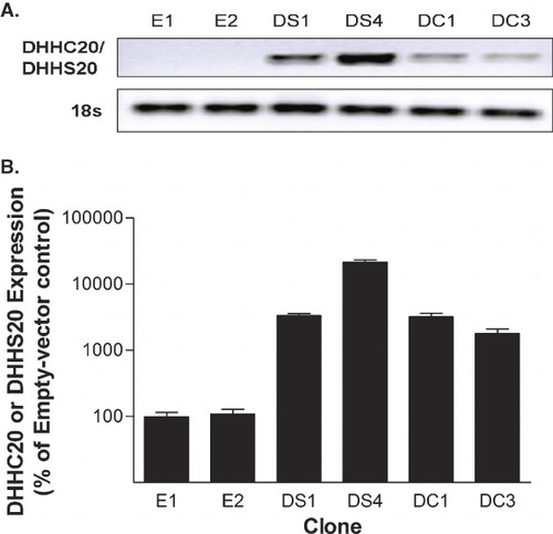 Figure 1.  DHHC20 and DHHS20 mRNA expression in stable NIH/3t3 clones. (A) mRNA from stably transfected 3t3 clones was isolated, reverse transcribed and amplified using primers specific for human DHHC20/DHHS20 and mouse 18s RNA as a loading control. The products were run on a 1% agarose gel and visualized by staining with ethidium bromide. (B) mRNA from stably transfected 3t3 clones was isolated, reverse transcribed, and amplified using primers specific for human DHHC20/DHHS20 and mouse 18s RNA. Amplification and quantification of the products by qPCR was carried out using the MyiQ Single Color Real-Time PCR Detection System.