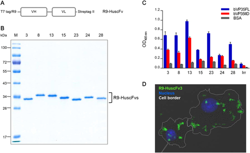 Fig. 2 Antigen binding and cell entry ability of purified R9-HuscFvs.a Schematic representation of the construct for preparing cell-penetrable HuscFvs (R9-HuscFvs). b SDS-PAGE and CBB-stained R9-HuscFvs purified and refolded from transformed E. coli clones 3, 8, 13, 15, 23, 24, and 28. R9-HuscFvs had a molecular mass of ~34 kDa under reducing condition. c Binding activities of R9-HuscFvs to bVP35FL and bVP35IID compared to BSA (control antigen), as demonstrated by indirect ELISA. Positive binding to the tested antigens yielded an OD405nm signal three times higher than to that of the control antigen. Supplementary Figure S2 shows the EC50 value derived from selected bVP35IID-bound R9-HuscFvs. d Intracellular localization of R9-HuscFv was revealed by confocal immunofluorescence microscopy. HepG2 cells were incubated with R9-HuscFv3 (representative of the R9-HuscFvs) for 3 h, and then the cells were fixed, permeabilized, and stained. Cell border, white line; R9-HuscFv, green; nuclei, blue