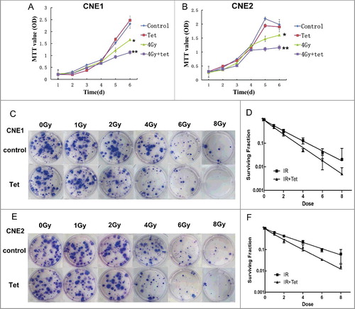 Figure 2. Effects of the maximum non-cytotoxic doses of tetrandrine on the radiosensitivity of CNE1 and CNE2 cells. (A) and (B) The cell growth curves of CNE1 and CNE2 cells after different tetrandrine exposures. The data shown are the mean and SE from three independent experiments. *p<0.05 vs control, **p<0.05 vs 4 Gy. (C) and (D) The survival fraction of CNE1 cells after different exposures. (E) and (F) The survival fraction of CNE1 cells after different exposures. The data shown are the mean and SE from three independent experiments.
