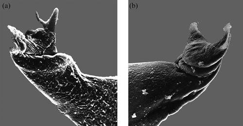 Figure 18. (a) Apex of the male first pleopod endopodite of Hybleoniscus gen. nov. vallettai (Caruso, Citation1975) comb. nov.(1800 x); (b) apex of the first male pleopod endopodite of Hybleoniscus gen. nov. petraliai (Caruso & Lombardo, Citation1977a) comb. nov. (1600×) (from Caruso & Lombardo Citation1977a; permission to publish granted by Caruso and Lombardo).