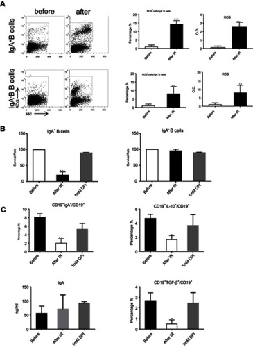 Figure 3 ROS released by RT eradicated CD19+CD138−IgA+ B cells. (A) Generation of ROS was detected by FACS and ELISA after in vitro ionizing radiation. (B) The survival of IgA+ B cells and IgA− B cells were detected after radiation. (C) Levels of sIgA, IL-10, and TGF-β were detected by ELISA after IR. *P<0.05, **P<0.01and ***P<0.001. Columns and error bars represent mean ± SEM.