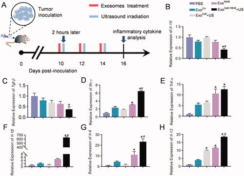 Figure 5. Effects of engineered exosomes on inflammatory cytokine. (A) Schematic diagram of the experimental procedure. 2 × 109 particles/kg body weight of exosomes were intratumorally injected three times at an interval of two days. Insonation (1 MHz, 2.0 W cm−2, 20% duty cycle, 5 min) was applied two hours after administration. Tumors were excised for inflammatory cytokine analysis on day 16 after inoculation RM-1 cells. (B–H) Relative expression level of Il-10, Tgf-β, Ifn-γ, Tnf-α, Il-1, Il-6, and Il-12 in tumor tissues with different treatments (n = 5). Data are expressed as mean ± SEM, one-way ANOVA, *p<.05, ExoCe6+US, ExoR848, ExoCe6+R848+US versus ExoCtrl; #p<.05, ExoCe6+R848+US versus ExoR848.