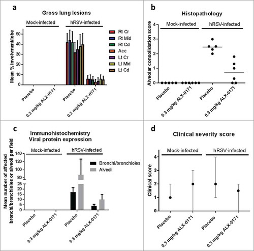 Figure 5. Gross and microscopic findings of lungs from mock-infected and hRSV-infected lambs treated with either placebo or ALX-0171 from study 3. (a) Viral-related lung gross lesions were scored and percentage parenchymal involvement was estimated for each lung lobe. Mean percentage averages per lobe were calculated. Legend: Rt Cr = Right cranial lobe; Rt Mid = Right middle lobe; Rt Cd = Right caudal lobe; Acc = Accessory lobe; Lt Cr = Left cranial lobe; Lt Mid = Left middle lobe; Lt Cd = Left caudal lobe. (b) Microscopic (histopathologic) alveolar consolidation score was determined as percent area of hRSV lesions followed by conversion to an integer-based consolidation scale as described in materials and methods section. (c) hRSV antigen expression in lung tissue was determined by counting the number of affected bronchi/bronchioles or alveoli per field. (d) Lamb severity clinical scores. Clinical severity scores were calculated as described in Figure 3. Results are expressed as mean ± standard error for panels (a) and (c); group averages with individual lamb scores are indicated by bullet points for panel (b) and median with range for panel (d).