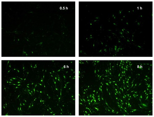 Figure 3 Fluorescence images of bEnd.3 after incubation with fluorescein isothiocyanate–labeled stearic acid–grafted chitosan micelles for 0.5, 1, 6, and 8 hours.