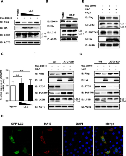 Figure 7. PRRSV E protein induces DDX10 degradation via the autophagy pathway. (A) iPAMs were transfected with pCAGGS-Flag-DDX10, together with empty vector or pCAGGS-HA-E (250, 500, or 1000 ng) for 30 h. The cells were harvested for western blotting. (B and C) iPAMs were transfected with emptor vector or pCAGGS-HA-E (500 or 1000 ng) for 30 h. The cells were then harvested for western blotting (B) or qRT-PCR (C). n.s., not significant. (D) iPAMs were co-transfected with pCAGGS-HA-E and GFP-LC3 expression plasmid for 30 h. The cells were fixed for IFA to detect the HA-tagged E protein using anti-HA antibody. Nuclei were counterstained with DAPI. Fluorescent images were acquired with a confocal laser scanning microscope (Fluoviewver.3.1; Olympus, Japan). (E) iPAMs were transfected with pCAGGS-Flag-DDX10, together with empty vector or pCAGGS-HA-E for 12 h. Before harvesting, the cells were mock-treated or treated with NH4Cl (10 mM) for 12 h. The cell lysates were used for western blotting with the indicated antibodies. (F and G) WT, ATG7 knockout (KO) (F), or ATG5 KO HEK-293T (G) cells were co-transfected with pCAGGS-Flag-DDX10 and pCAGGS-HA-E for 30 h. The cell lysates were subjected to western blotting with the indicated antibodies.