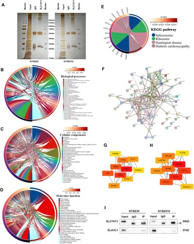 Figure 3. Identification of SLC7A11 interactome in ESCC cells. (A) IP-MS technology was used to identify the binding proteins of SLC7A11 in ESCC cells. Biological processes (B), cellular components (C), molecular function (D), and KEGG pathway I analyses based on SLC7A11-binding proteins. (F) The PPI network was constructed based on SLC7A11-binding proteins using the STRING website. (G and H) Hub genes among SLC7A11-binding proteins were analyzed using the cytoHubba plugin in Cytoscape based on two algorithms (Degree and MCC). (I) Verification of the interaction between SLC7A11 and ELAVL1 by Co-IP technique.