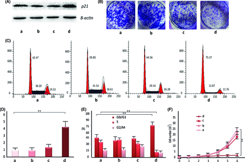 Figure 4. The in vitro pharmacological effect of different dsRNA-p21 containing formulations on Lovo cells. Lovo cells were transfected with 50 nM of the indicated dsRNA-p21 containing BC (c) and TC (d) for 48 h, untreated (a) and naked dsRNA-p21 (b) were used as control. (A) Induction of P21 protein expression was detected by Western blotting analysis. The results were normalized to b-actin as density ratio. (B) Colony formation analysis. (C) Activation of p21 by TC-dsRNA-p21 caused cell cycle arrest of Lovo cells at G1/G0. (D) Induction of p21 mRNA expression was analyzed by RT-PCR. The results were presented as means ± SD of three independent experiments and normalized to GAPDH. Expression levels were measured as fold relative to that of mock group. (E) Shown is the representative graph indicating cell distribution in the G1/G0, G2/M and S phases. (F) The TC-dsRNA-p21suppressed cell proliferation in Lovo colorectal cancer cells. Cell proliferation was determined by cell counting on a daily basis. Each time point data represents the mean ± standard deviation of six independent experiments. Cells of reference groups showed an exponential growth, whereas the growth of the cells with TC-dsRNA-p21 transfection was markedly suppressed. (**p < .01 and ***p < .005 compared to untreated group).