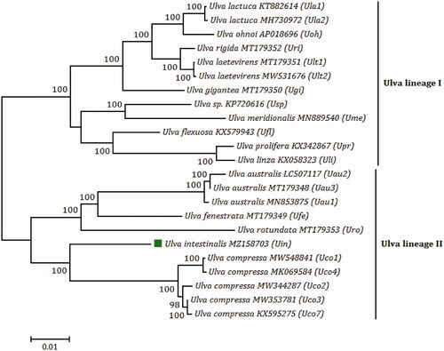 Figure 1. The maximum likelihood (ML) phylogenomic tree was constructed with 1000 bootstrap replicates based on amino acid (aa) sequences of 71 common PCGs from chloroplast genomes of 15 Ulva species, using MEGA 7.0. U. compressa MK069585 (Uco5) and U. compressa MT916929 (Uco6) were absent in this tree, due to their incomplete chloroplast genomes and faulty assembly of some PCGs (rpoA, rpoB, rpoC1, and rpoC2) (Liu and Melton Citation2021). Branch lengths are proportional to the amount of sequence change, which are indicated by the scale bar below the trees.