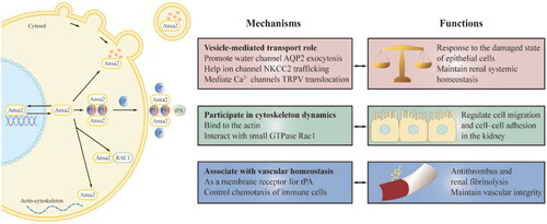 Figure 2. Physiological function of Anxa2 in renal cells. Anxa2 in the cytoplasm is linked with vesicles that mediate transport events (including water channel, ion channel, Ca2+‐channels) and the cytoskeleton dynamics. Extracellular membrane Anxa2 is a receptor for tPA, is involved in certain signal transduction pathways and has anti-thrombogenic properties and renal fibrinolysis. Anxa2 help control chemotaxis of immune cells to maintain vascular integrity. Anxa2 can also be released locally in serum, urine and other body fluids. tPA = tissue plasminogen activator, P11= S100A10, P = phosphorylation.