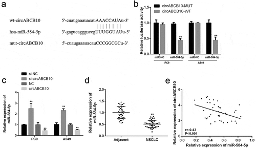 Figure 4. MiR-584-5p was a target gene for circABCB101. (a) Bioinformatics analysis revealed predicted binding sites between circABCB101 and miR-584-5p. (b) Analysis of luciferase activity in PC9 and A549 cells co-transfected with miR-584-5p mimic and pmirgLO-circABCB10-WT or pmirgLO-circABCB10-Mut vector. (c) Expression levels of miR-584-5p. (d) Expression levels of miR-584-5p in adjacent normal tissues and NSCLC tissues (n = 40). (e) Correlation analysis of circabcb10 and mir-584-5p in NSCLC tissues (n = 40) (r = −0.43, P < 0.001). ** P < 0.01, *** P < 0.001