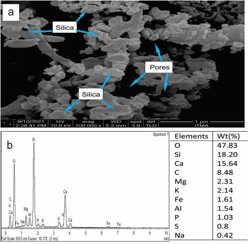 Figure 5. (A) FESEM and (b) EDS of sugar palm fiber ash (SPFA).