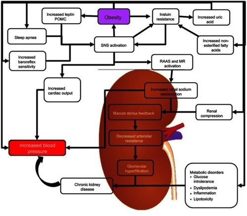 Figure 1 Mechanisms of obesity-related hypertension. The figure illustrates the different mechanisms by which obesity is able to contribute to increased blood pressure.