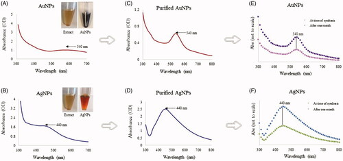 Figure 1. Visible and UV-vis spectra of AuNPs (A) and AgNPs (B). The purple and brownish color with absorbance spectra at 540 and 440 nm showed the formation of AuNPs and AgNPs in the respective reaction mixture since the color and absorbance is due to the surface plasmon resonance of synthesized nanoparticles. UV-visible spectra showing unchanged SPR for AuNPs and AgNPs, freshly prepared nanoparticles (A,B), purified nanoparticles (C,D), at the time of synthesis and one month after (E,F). The plant extract and nanoparticles are shown as insets in panels A and B.