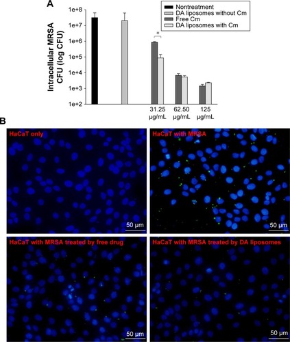 Figure 4 Intracellular MRSA killing in keratinocytes by Cm in control solution and DA liposomes.Notes: (A) Intracellular MRSA burden and (B) keratinocytes (stained by DAPI) and MRSA (stained by anti-S. aureus antibody) viewed by fluorescence microscopy. Each value represents the mean and SD (n=3). *p<0.05.Abbreviations: MRSA, methicillin-resistant Staphylococcus aureus; DA, deoxycholic acid; Cm, chloramphenicol; SD, standard deviation; DAPI, 4′-6-diamidino-2-phenylindole; CFU, colony forming units.