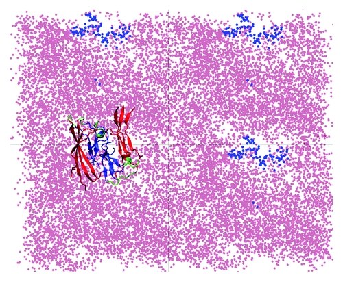 Figure 2. Repositioning of lipid headgroups due to interactions with the Aβ40 protofilament segment facilitates the access of the hydrophobic C-terminal β-strands into the lipid tail region (top view; see also Fig. 1). Here, four top-view periodic images of the simulation box are shown for a typical trajectory. The dots represent the positions sampled by the center of mass (COM) of the lipid P atoms (pink) and the COM of the C-termini (blue) during the 45 to 150 ns trajectory segment when the C-termini are associated with the lipid head groups. A representative Aβ9–40 octamer structure is shown in only one periodic image.