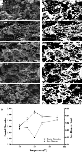 Figure 3. Typical SEM micrographs at 5000× magnification (a) and changes of fractal dimension and pore diameters (b) of myosin gel.The SEM images, a1~e1, and the binary thresholded images (at a grey level of 100), a2~e2 at 40, 50, 60, 70, and 90°C, respectively. Scale bar in SEM images represents 1 µm.