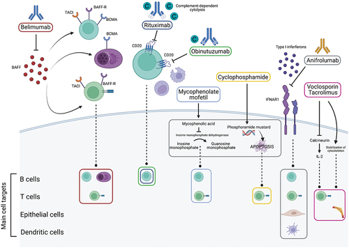 Figure 1. Main mechanisms of action of commonly used and selected promising drugs in Lupus nephritis. The upper part shows the extracellular mechanisms of action of the drugs, and the lower part the intracellular target structures and main cell types involved. Belimumab acts by blocking Bcell activating factor (BAFF) and subsequent inhibition of binding to its receptors (BAFF-R, TACI, BCMA) which are expressed on Band Tcells, thus decreasing antibody production and interfering with Tcell functions. Rituximab is achimeric mouse-human type Iantibody, and obinutuzumab is a humanized type II antibody that act by inhibition of cluster of differentiation (CD) 20 on B cells inducing cell death. They promote complement (C)-dependent cytotoxicity, antibody-dependent cellular toxicity, and antibody-dependent phagocytosis. The first mechanism is prevalent for rituximab, the others for obinutuzumab. Both traditional agents, mycophenolate mofetil and cyclophosphamide, are pro-drugs that are converted intracellularly to their active compounds with subsequent B and T cell apoptosis. Anifrolumab is anovel anti-interferon alpha receptor subunit 1 antibody (IFNAR1), which blocks downstream interferon pathways affecting B, T, epithelial, and dendritic cells. Voclosporin and tacrolimus act similarly as calcineurin inhibitors with subsequent effects on interleukin (IL)-2 inhibiting Tcell proliferation. Another effect is provided by the stabilization of the podocyte cytoskeleton. Created with biorender.com.