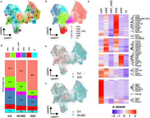 Figure 3. CXCR1/2 antagonism perturbs neutrophil polarization into pro-tumor sub-phenotypes. Live, Ly6G+ cells from the LLC lung tumor-bearing mice were used. Each dot represents a single TAN. (A) UMAP plots 21 clusters of neutrophils identified by the single-cell RNA-sequencing. (B) UMAP plot of the annotated clusters based on gene signatures previously reported. (C) Heatmap showing genes upregulated (red) and downregulated (blue) in TAN clusters. Negative and positive Z-scores respectively associate with increased or decrease expression. (D) The population compositions in percentages of whole are calculated for the annotated clusters for each treatment group. (E and F) UMAP plots comparing the polarities of control versus AZD and SX-682 TANs, respectively.