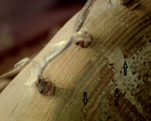 Figure 9. Sea louse mask showing wood porosity. Yup’ik mask 101595. Anima Mundi, Vatican Museums. Photo Ellen Pearlstein.