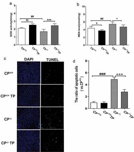 Figure 3. TP alleviated hepatic oxidative stress injury and apoptosis in CP−/− mice. Compared with CP+/+ mice, hepatic SOD activity was significantly declined while the level of MDA was significantly increased in CP−/− mice, and all these alterations could be reversed by TP treatment (Figure 3(a,b)). CP−/− TP vs. CP−/−: P <0.05). The ratio of hepatic TUNEL-positive cells was found significantly increased in CP−/− mice when compared with that in wild-type controls (Figure 3(c,d)), CP−/− vs. CP+/+: P <0.05), and increased apoptosis ratio could be significantly reduced by TP treatment (Figure 3(c,d)), CP−/− TP vs. CP−/−: P <0.05). TP treatment had no effect on cell apoptosis in CP+/+ mice. (Figure 3(c,d)), CP+/+ TP vs. CP+/+: P >0.05).Figura 3. El TP alivió la lesión por estrés oxidativo hepático y la apoptosis en los ratones CP−/−. En comparación con los ratones CP+/+, tras el tratamiento con TP todas las alteraciones experimentadas por los ratones CP−/− pudieron revertirse: la actividad de la SOD hepática se redujo significativamente, mientras que el nivel de MDA aumentó de manera significativa (Figure 3(a,b)). CP−/− TP vs. CP−/−: P <0.05). La ratio de células hepáticas positivas a TUNEL se encontró significativamente aumentada en los ratones CP−/− en comparación con la de los controles de tipo salvaje (Figure 3(c,d)), CP−/− vs. CP+/+: P <0.05); el aumento de la ratio de apoptosis podría reducirse significativamente mediante el tratamiento con TP (Figure 3(c,d), CP−/− TP vs. CP−/−: P <0.05). El tratamiento con TP no tuvo ningún efecto sobre la apoptosis celular en los ratones CP+/+ (Figure 3(c,d)), CP+/+ TP vs. CP+/+: P >0.05).