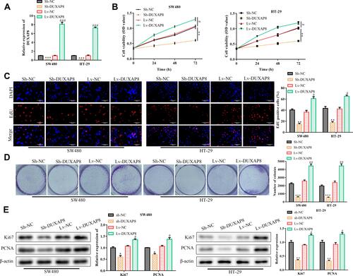 Figure 2 Duxap8 contributes to cell proliferation of colorectal cancer in vitro. (A) RT-qPCR analysis of the efficiency of Duxap8 knockdown or overexpression. (B) CCK-8 analysis of the proliferation of SW480 and HT-29 colorectal cancer cells. (C) EdU assay analysis of the proliferation of SW480 and HT-29 colorectal cancer cells. (D) Colony formation assay analysis of the proliferation of SW480 and HT-29 colorectal cancer cells. (E) Western blot analysis of the proliferation-related protein expression levels in SW480 and HT-29 colorectal cancer cells. *P < 0.05, **P < 0.01, ***P < 0.001 vs Sh-NC group. #P < 0.05, ##P < 0.01, ###P < 0.001 vs Lv-NC group. All results were presented as the mean ± SD from at least three separate experiments.