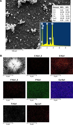 Figure 5 EDS mapping spectrum (A) and EDS spectrum (B) of the FAgHA coating.Abbreviations: EDS, energy-dispersive X-ray spectroscopy; FAgHA, F-and-Ag-substituted HA; HA, hydroxyapatite.