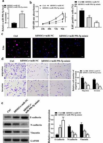 Figure 5. MiR-99b-5p mimics transfected HBMSCs inhibited the progression of LNCaP cells. HBMSCs were transfected with miR-99b-5p mimics or miR-NC, and transfected HBMSCs were co-cultured with LNCaP cells. (a) The expression of HBMSCs-derived exosomes was detected by qRT-PCR. (b) The cell viability of LNCaP cells by CCK-8 assay. (c) The proliferation of LNCaP cells by EdU staining assay. Scale bar = 40 μm. (d) The migration and invasion of LNCaP cells by Transwell assay. Scale bar = 100 μm. (e) The expression of exosomes related markers was analyzed by Western blot analysis. * p < 0.05, ** p < 0.01, *** p < 0.001.