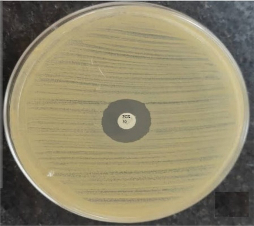 Figure 2. Cefoxitin disc diffusion test of MRSA strains by Kirby-Bauer disc diffusion method. The zone size showed in this figure was 15mm, (resistant if ≤ 21mm).