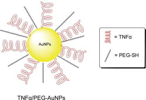 Figure 7 Illustration of TNFα/PEG-conjugated AuNPs (Aurimune-T™).
