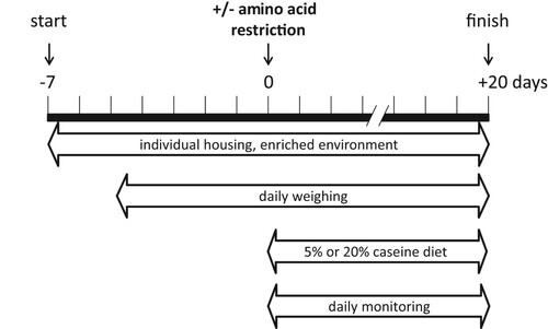 Figure 1. Overview of experimental setup. One week before the experiment, four-month-old wt and 2b5ho mice were housed individually. At this age 2b5ho mice are early-symptomatic and show ISR deregulation in brain. At the start of the diet, 3 mice of either genotype either received a low (5% protein) or a normal protein diet (20% protein). Body weight and food intake were measured daily from day 0 onwards. The mice were monitored for changes in behavior.