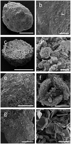 Figure 2. Alterations of rock phosphate (RP) surface structure caused by fungi. SEM images of RP incubated with (a, b) no fungi, (c, d) Aspergillus niger, (e, f) Trametes versicolor, (g, h) Serpula himantioides on MEA until fungal colonies had reached the edge of the Petri dishes. Higher magnification images in the right panel all relate to the respective panel on the left. Scale bars: (a) 100 µm, (b, d, h) 20 µm, (c, g) 200 µm, (e) 50 µm, (f) 5 µm. Images shown are typical of several images.