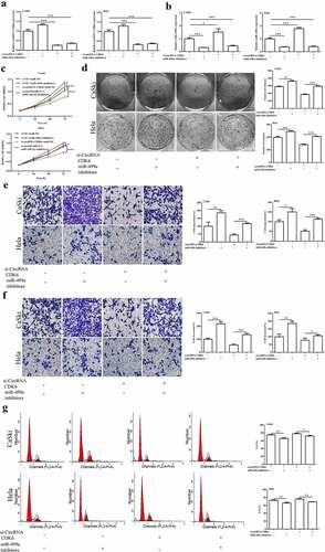 Figure 5. miR-449a engaged in the influences of silencing circCDK6 in HeLa and CaSki cells. The expression level of miR-449a (a) and circRNA CDK6 (b) in HeLa and CaSki cells transfected with si-circCDK6 and miR-449a inhibitor detected by qRT-PCR, the sample size was 1 μg/well. Influence of circCDK6 and miR-449a on cell viability assayed by CCK-8, the sample size was 1 × 103/well(c), cell proliferation examined by colony formation assay, the sample size was 1 × 103/well (d), migration (e) and invasion (f) detected by transwell assay(the sample size was 5 × 104/well), and cell cycle detected by Flow cytometry(the sample size was 1 × 106/well). *p < 0.05, **p < 0.01 and ***p < 0.001 vs. respective control.