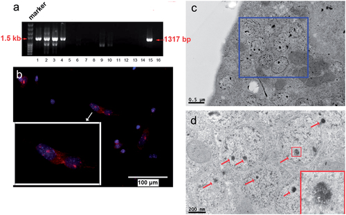 Figure 2. Magnetosome-like particles in MagA-MSCs with iron supplement. (a) The genotyping result of some magA Tg mice was undertaken by genomic PCR. The specific positive bands (1317 bp) at lanes 1–4 and lane 15 represented magA Tg mice, whereas lanes 5–14 and lane 16 represented wild type mice. (b) MagA protein (red fluorescence) expressed in the MSCs of magA Tg mice was identified by an immunofluorescence assay. The cell nuclei were observed by Hoechst33342 (blue fluorescence). (c, d) Nanoparticles with a high electron density of 30 nm in diameter were observed within the membrane-enclosed vesicles of MagA-MSCs by TEM. Finer aggregates (3–5 nm) were found in these nanoparticles.