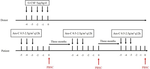 Figure 1. Treatment schedule of MST infusion of HLA mismatched peripheral blood stem cell. The donors were subcutaneously injected with 5–7 μg/kg granulocyte colony-stimulating factor, every 12 h for 5 days for mobilization. The patients received a median dose of cytarabine (0.5 g/m2–2.5 g/m2 per 12 h intravenously on days 1–3) according to age followed by infusion of HLA mismatched peripheral blood stem cells 48 h after each course of the cytarabine chemotherapy, with three-month intervals between two cycles.