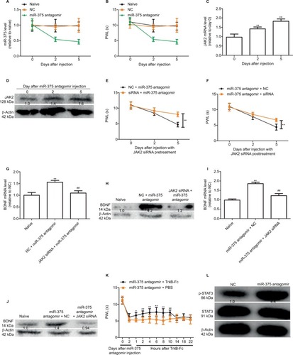 Figure 4 Downregulation of miR-375 level induces BDNF expression and elicits pain-like behavior and spinal neuronal sensitization partly dependent on JAK2 expression. (A) qRT-PCR results show that miR-375 level is downregulated after injection with miR-375 antagomir at days 2 and 5. (B) Administration of miR-375 antagomir markedly decreases paw withdrawal latency (PWL) at days 2 and 5 after injection. (C and D) JAK2 mRNA and protein levels were examined by qRT-PCR and Western blot analysis after miR-375 antagomir injection. (E and F) Pre- (E) or posttreatment (F) of JAK2 siRNA 2 days before or after miR-375 antagomir administration alleviates miR-375-antagomir-induced decline of PWL. (G–J) Pre- (G and H) or posttreatment (I and J) of JAK2 siRNA 2 days before or after miR-375 antagomir administration alleviates miR-375-antagomir-induced increase of BDNF. (K) Delivery of TrkB-Fc, 2 days after miR-375-antagomir injection, alleviates miR-375-induced PWL reduction in a time-dependent manner. (L) p-STAT3 and STAT3 levels were detected by Western blot assays after miR-375 antagomir injection. Data were presented as mean ± SD; *P<0.05, **P<0.01 vs. control; ##P<0.01 vs. NC + miR-375 antagomir.