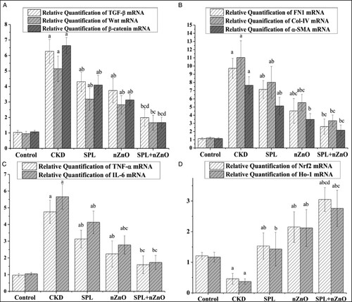 Figure 1. Treatment of CKD rat model with ZnO-NP and SPL results in down-regulation of fibrotic and inflammatory gene expression and enhanced antioxidant gene expression. Significant difference compared to corresponding acontrol group, bCKD group, cSPL group, dZnO-NPs group at p < 0.05 by ANOVA and Tukey test. Regarding levels of relative quantification of TGF-β1 mRNA, Wnt7a mRNA, and β-catenin mRNA (A), relative quantification of FN1 mRNA, Col-IV mRNA, and α-SMA mRNA (B), relative quantification of TNF-α mRNA and IL-6 mRNA (C), and relative quantification of Nrf2 mRNA and HO-1 mRNA (D).