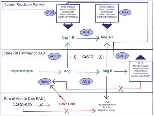 Figure 3 The Classical RAS Pathway, The Counterbalance Regulatory Pathway, and the role of vitamin D in controlling the RAS pathway. Note: Some of the data is from Biesalski.Citation70