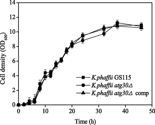Figure 1. Growth curves of K. phaffii GS115, K. phaffii atg30Δ and K. phaffii atg30Δ complement.