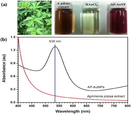 Figure 1. (a) From left to right, aerial part of A. pilosa and its extract, 1 mM tetrachloroauric acid, and synthesized AP-AuNPs, (b) UV–visible spectrum of synthesized AP-AuNPs and extract of plant.