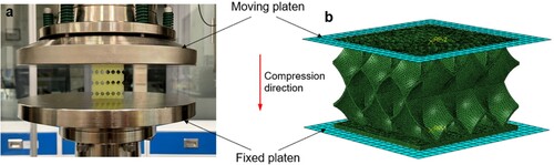 Figure 2. Specimens under quasi-static compression test. (a) Experimental setup. (b) Numerical model.