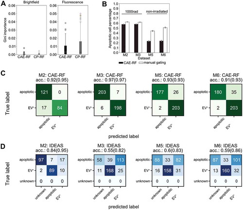 Figure 3. Convolutional Autoencoder performance. (a) Both CAE-RF and CP-RF identify the fluorescence channel (FL) features as more important than brightfield features (BF) for the task of apoptotic cell detection. Each boxplot visualises the Gini importance of features belonging to the corresponding channel (FL or BF), as calculated by the random forest for each feature extraction method (CAE or CP). Fluorescence features have larger values of Gini importance than BF features. (b) When predicting on new non-annotated data, both CAE-RF classification and manual gating on IDEAS features predict more apoptotic cells in irradiated mice (M2, M3) and more cells with attached vesicles in healthy mice (M5, M6). Error bars correspond to 95% Wilson confidence intervals (nM2 = 16,545, nM3 = 17,111, nM5 = 5805, nM6 = 5046). A subset of cells was annotated manually for each dataset and sorting was performed using the CAE-RF (c) and IDEAS gating (d). “Unknown” cells fail to lie on the apoptotic or EV+ gate using IDEAS gating. The classification accuracy reported in parentheses for each confusion matrix corresponds to the accuracy if “unknown” cells are omitted.