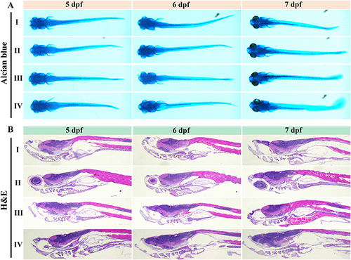 Figure 5 (A) Alcian blue and (B) H&E staining of zebrafish embryo treated (I) PBS, (II) MOS, (III) MMOS, and (IV) MMOS-Ica@HA at 5 dpf, 6 dpf, or 7dpf, showing the craniofacial cartilage regeneration.